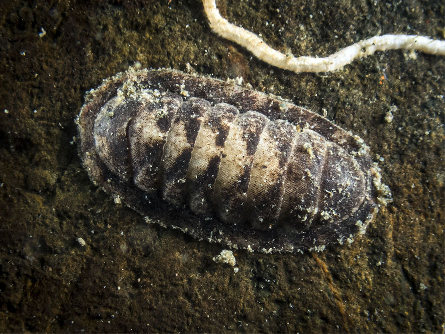 Stenoplax sp. A